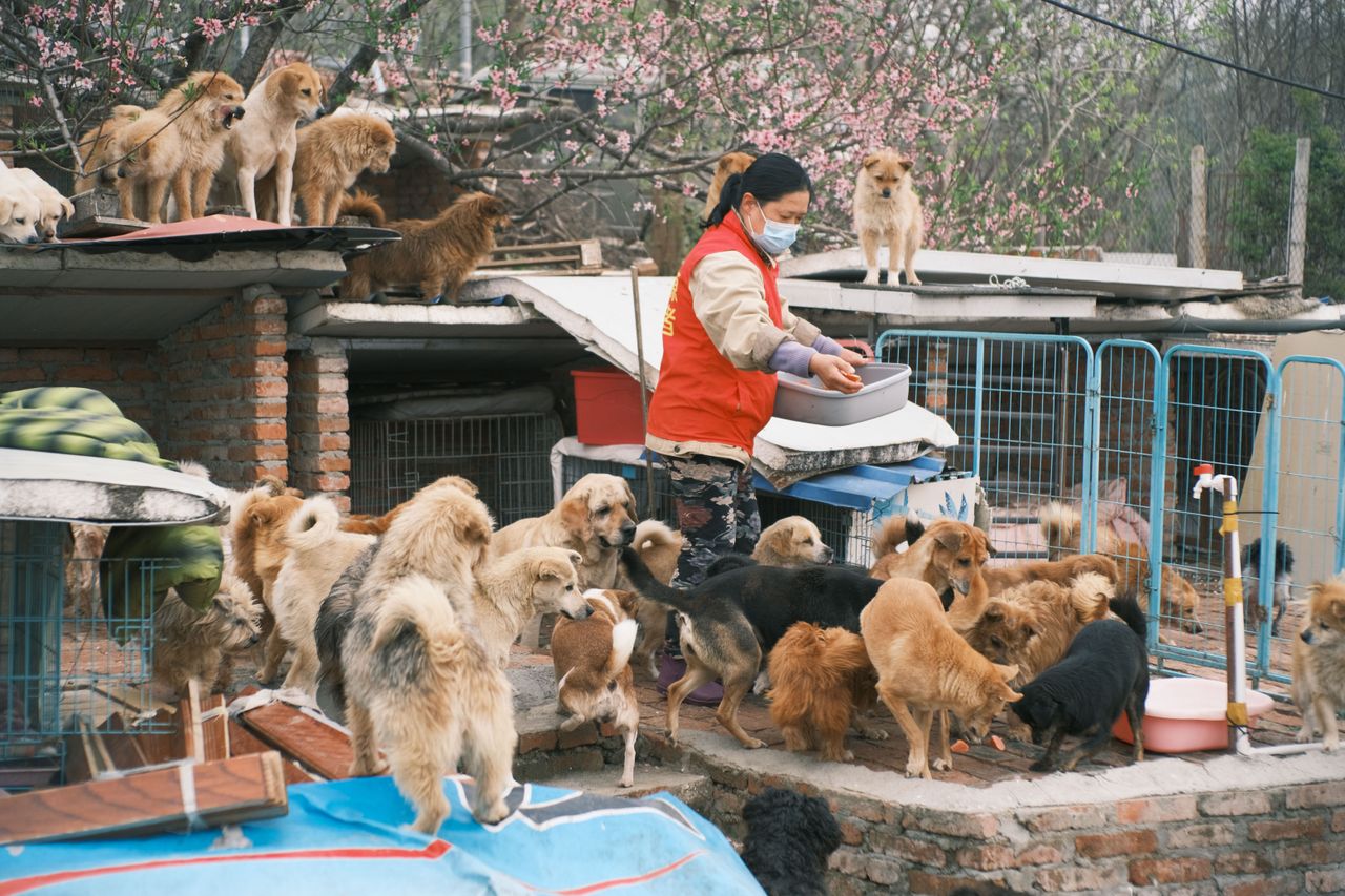 A volunteer feeding numerous stray dogs at an animal shelter outdoors, showcasing compassion and care.