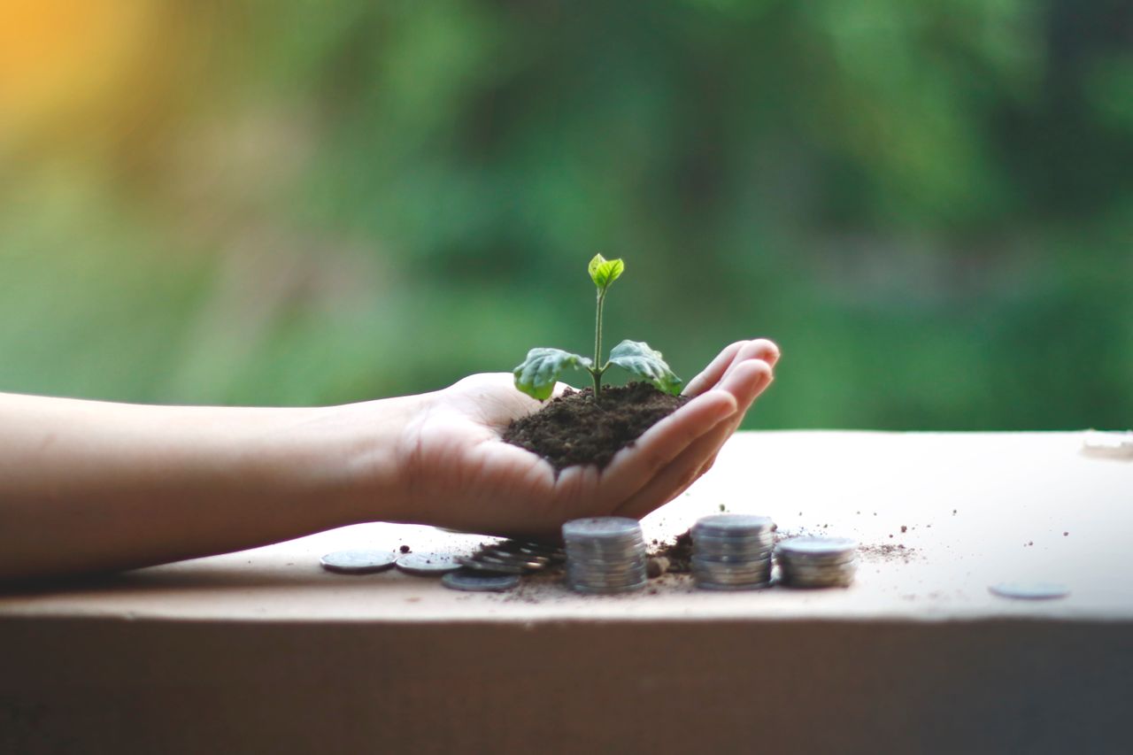 A hand cradles a young plant above coins, symbolizing financial growth and sustainability.